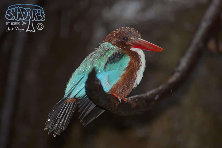 White-throated Kingfisher - Halcyon smyrnensis