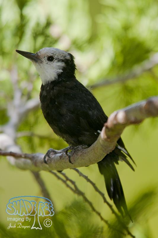 White-headed Woodpecker - Picoides albolarvatus