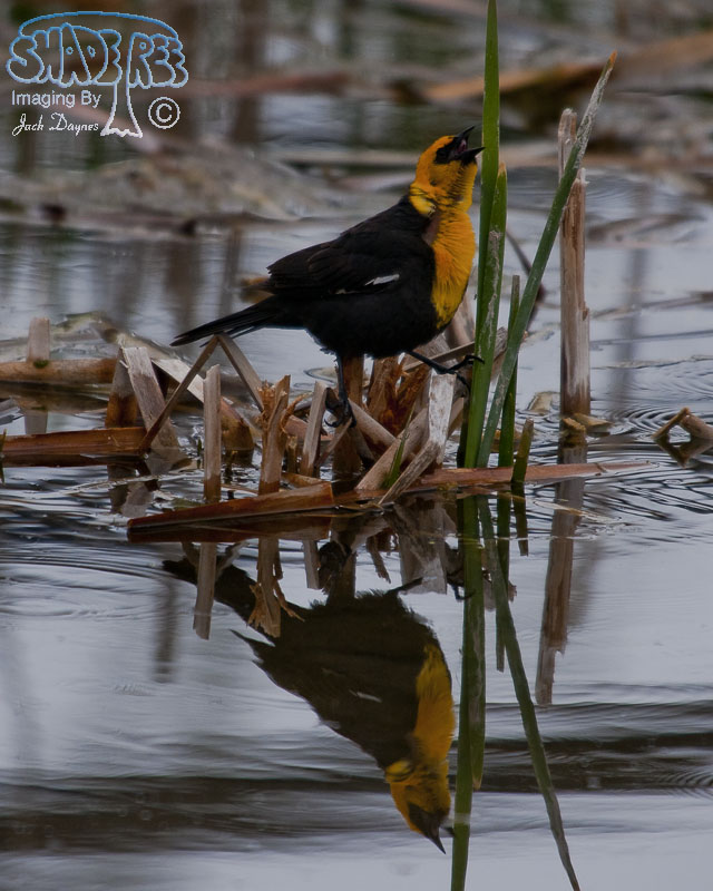 Yellow-Headed Blackbird - Xanthocephalus xanthocephalus