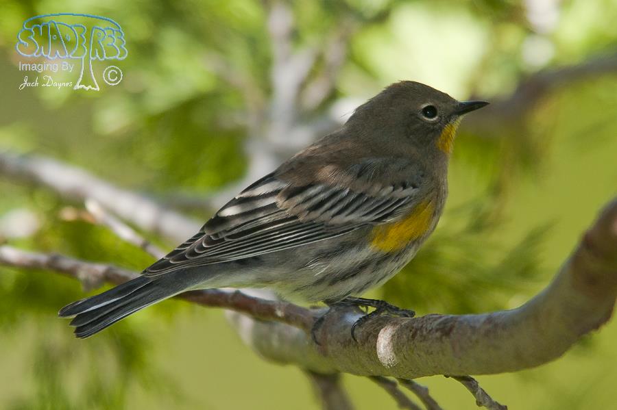 Yellow-rumped Warbler - Dendroica coronata