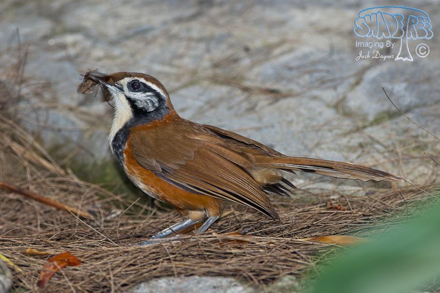 Greater Necklaced Laughingthrush - Garrulax pectoralis