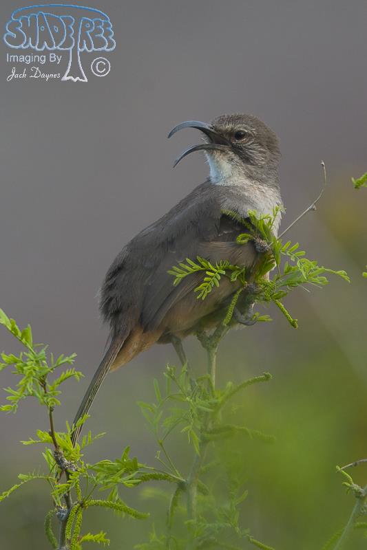 California Thrasher - Toxostoma redivivum