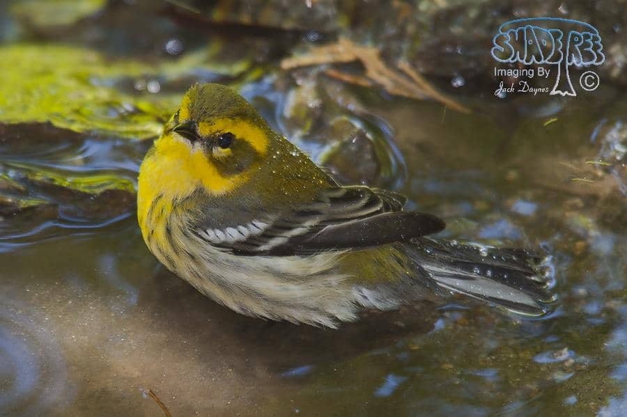 Townsend's Warbler - Dendroica townsendi