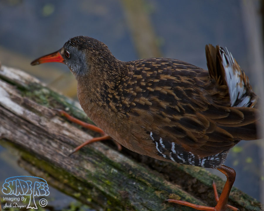 Virginia Rail - Rallus limicola