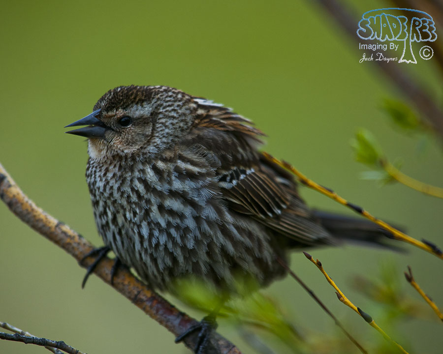 Red-Winged Blackbird - Agelaius phoeniceus
