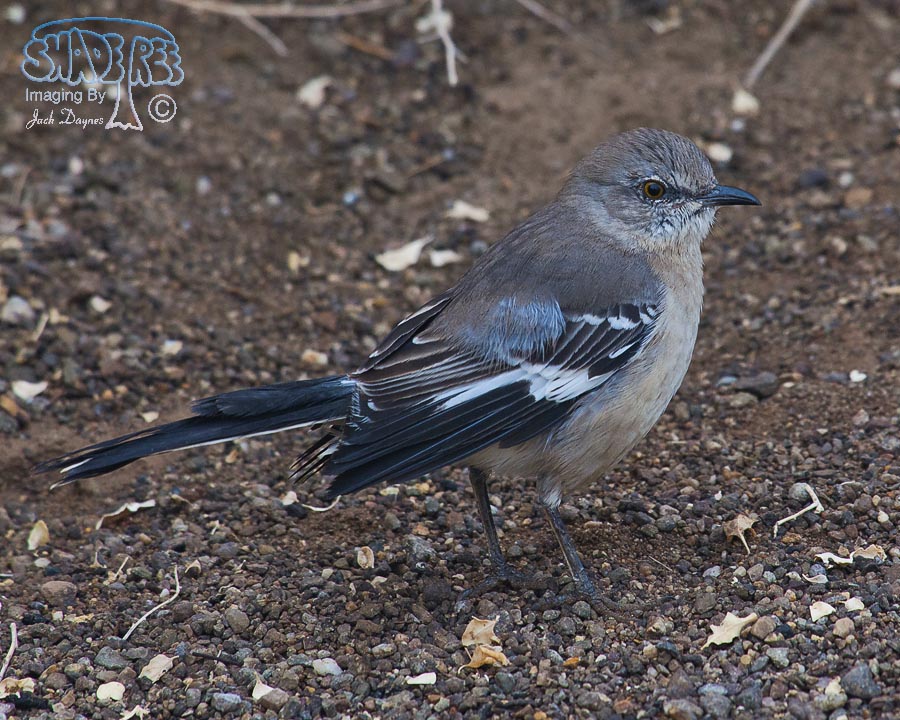 Northern Mockingbird - Mimus polyglottos