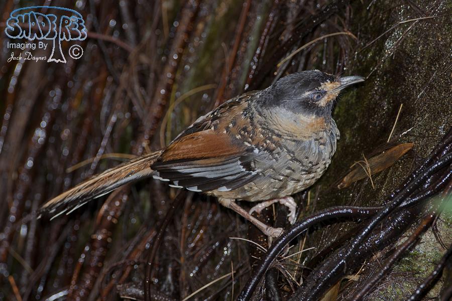 Spotted Laughingthrush - Garrulax ocellatus