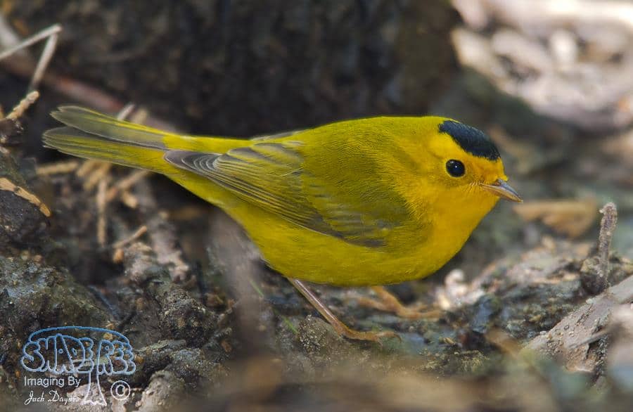 Wilson's Warbler - Wilsonia pusilla