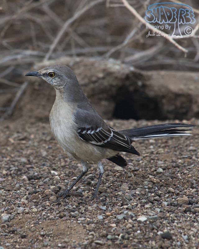 Northern Mockingbird - Mimus polyglottos