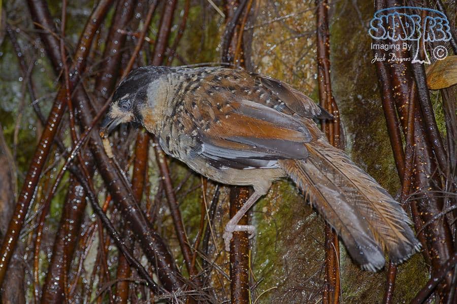 Spotted Laughingthrush - Garrulax ocellatus