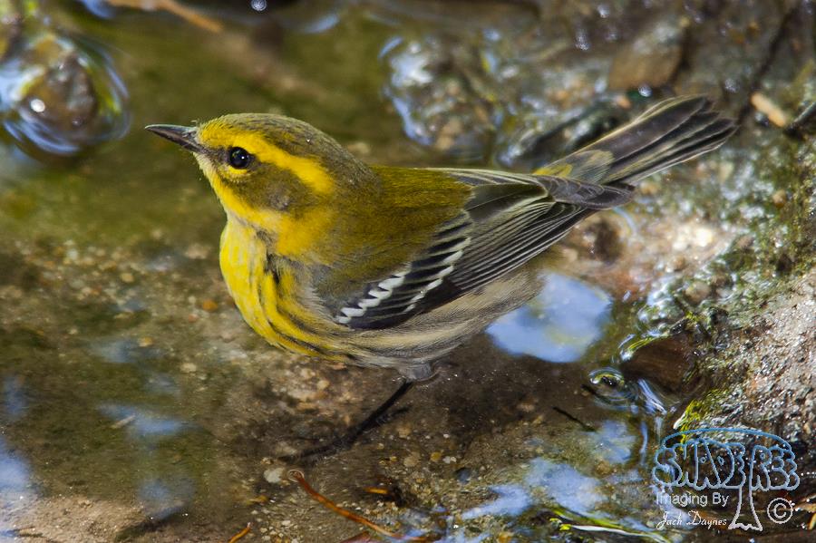 Townsend's Warbler - Setophaga townsendi