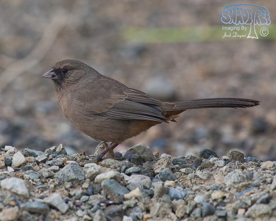 Abert's Towhee - Melozone aberti