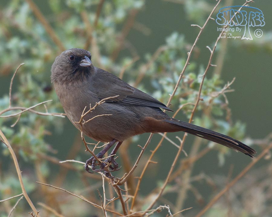 Abert's Towhee - Melozone aberti