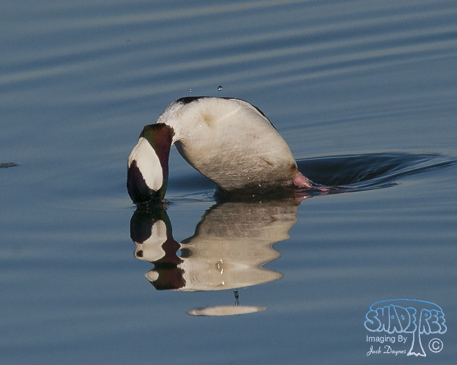 Bufflehead - Bucephala albeola