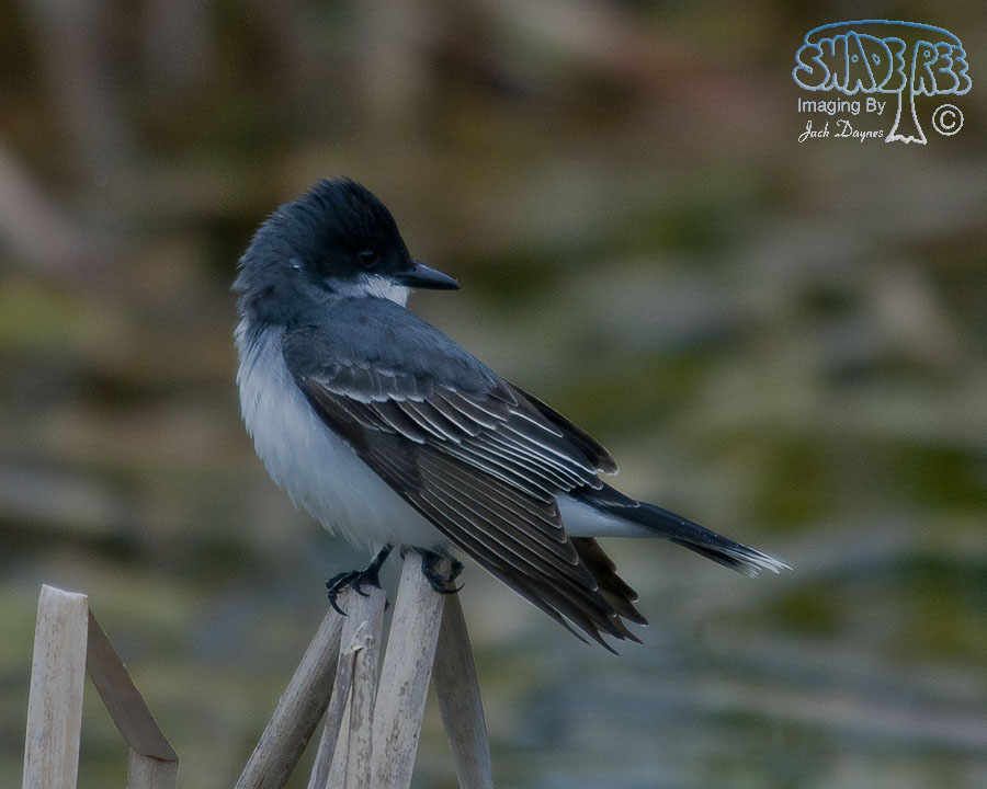 Eastern Kingbird - Tyrannus tyrannus
