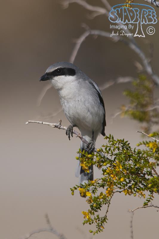 Loggerhead Shrike - Lanius ludovicianus