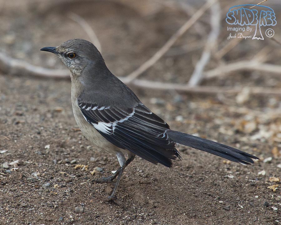 Northern Mockingbird - Mimus polyglottos