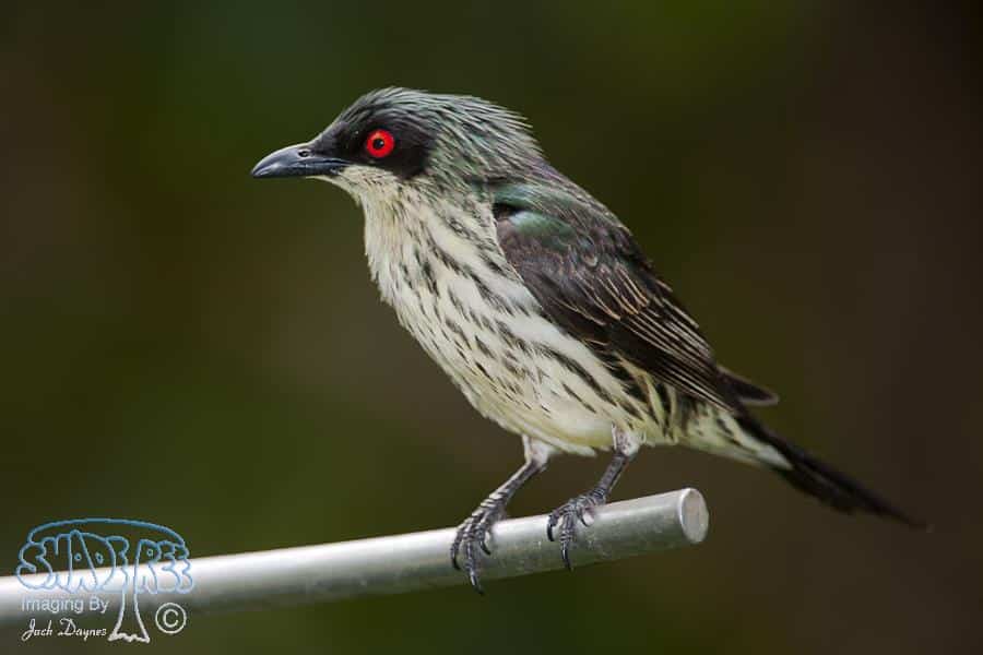 Metallic Starling - Aplonis metallica