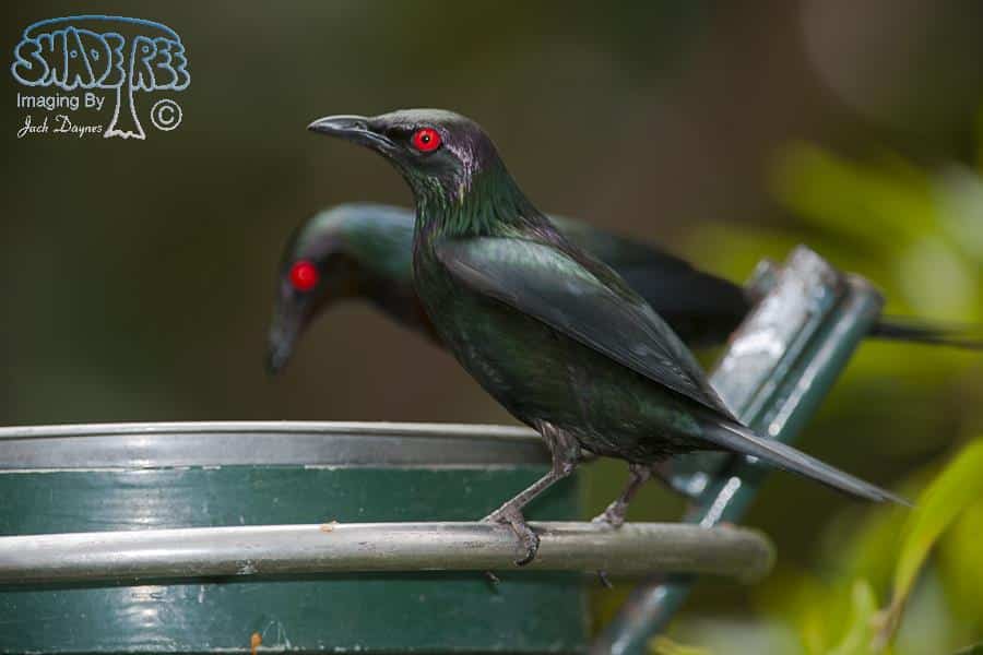 Metallic Starling - Aplonis metallica