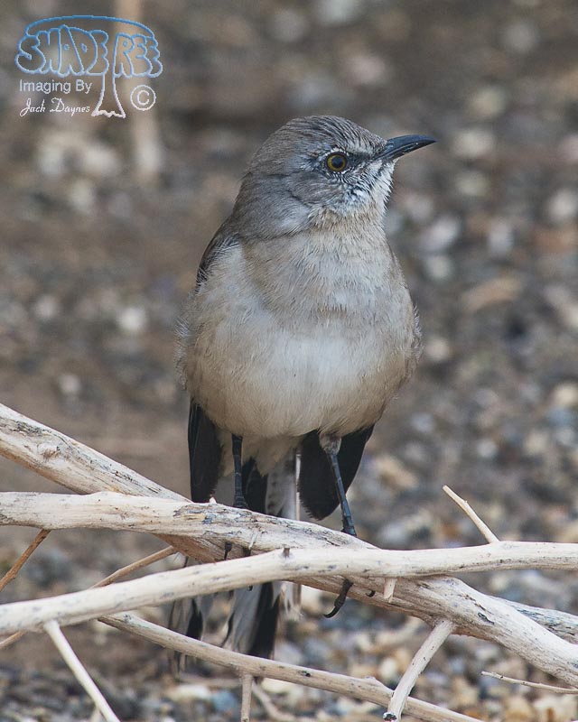 Northern Mockingbird - Mimus polyglottos
