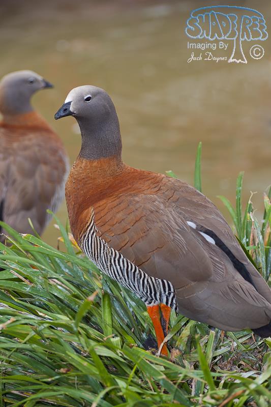 Ashy-headed Goose - Chloephaga poliocephala