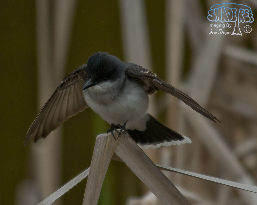 Eastern Kingbird - Tyrannus tyrannus