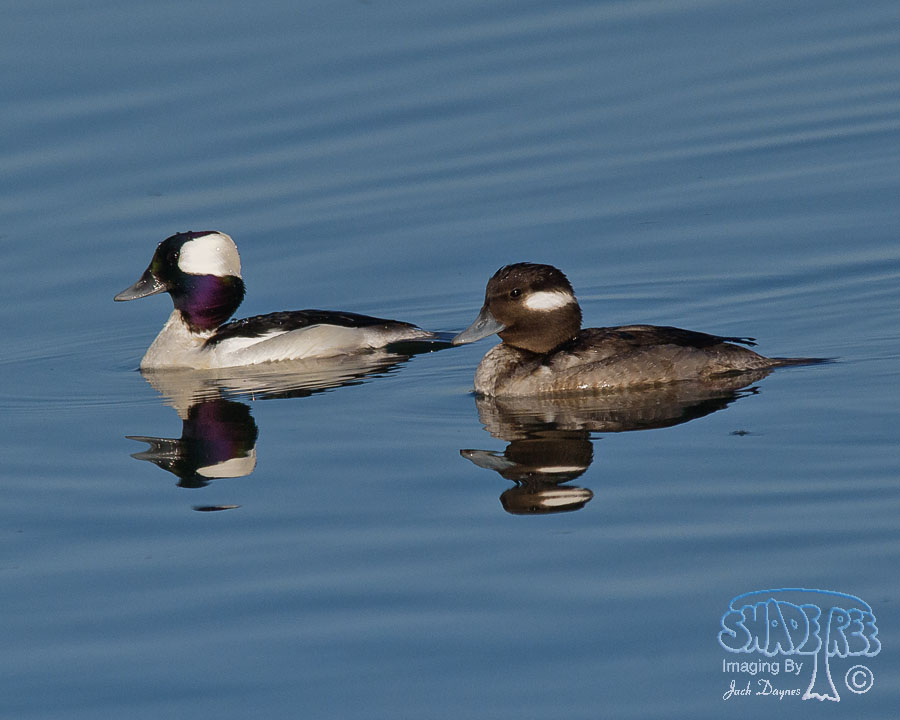 Bufflehead - Bucephala albeola