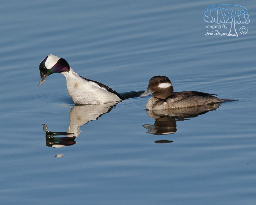 Bufflehead - Bucephala albeola