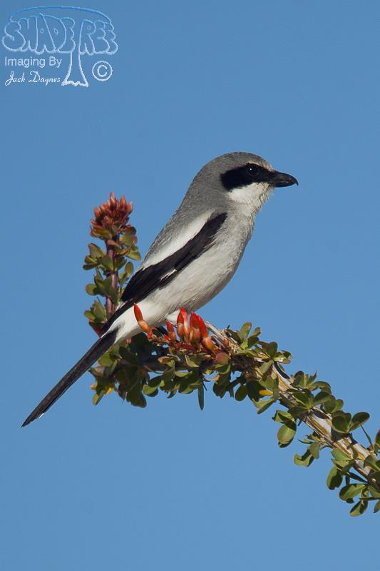 Loggerhead Shrike - Lanius ludovicianus
