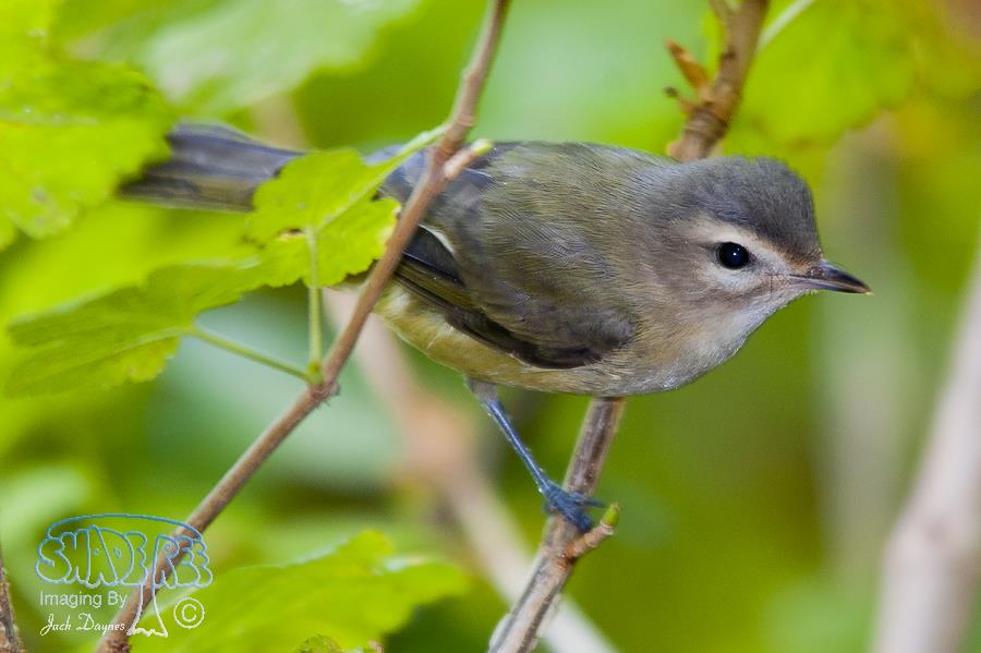 Warbling Vireo - Vireo gilvus
