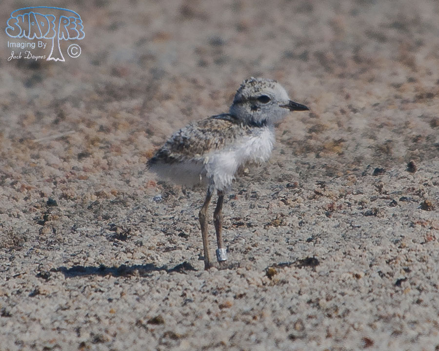 Snowy Plover - Charadrius alexandrinus