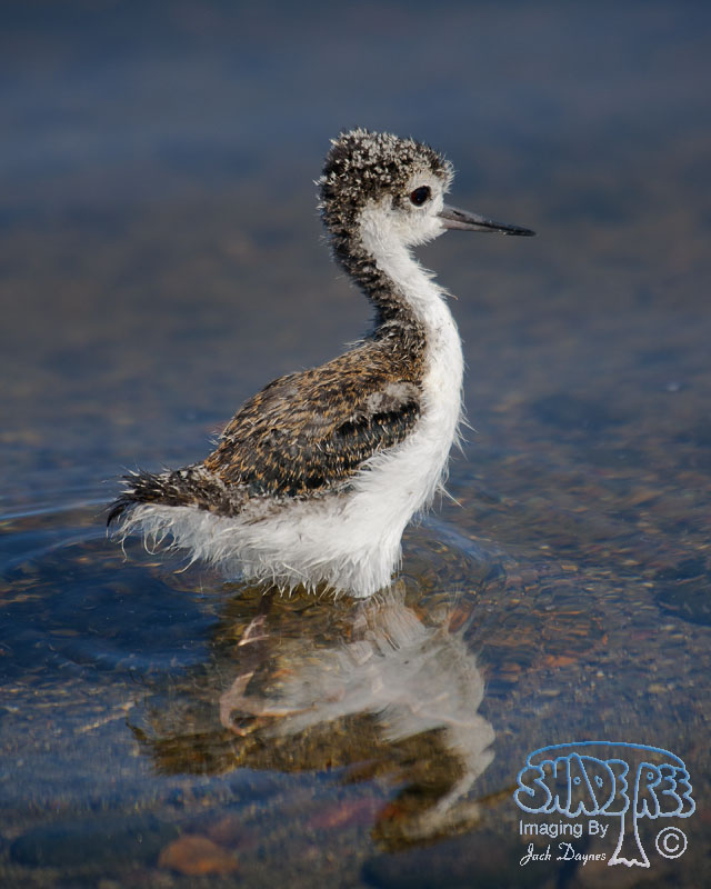 Black-Necked Stilt - Himantopus mexicanus
