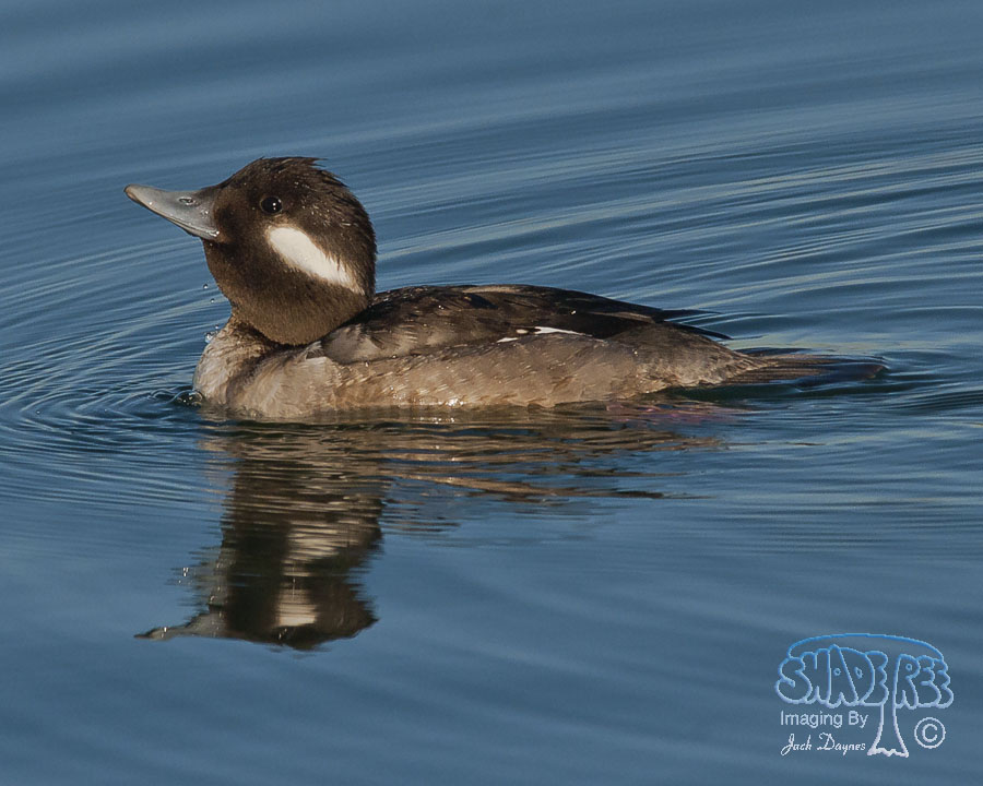 Bufflehead - Bucephala albeola
