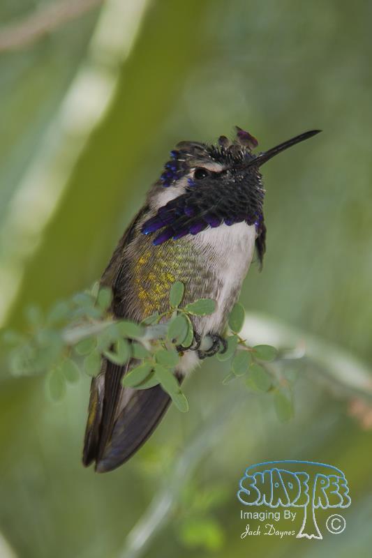 Costa's Hummingbird - Calypte costae