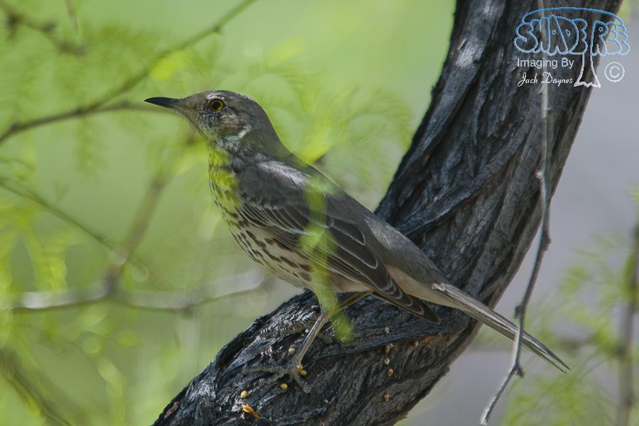 Sage Thrasher - Oreoscoptes montanus