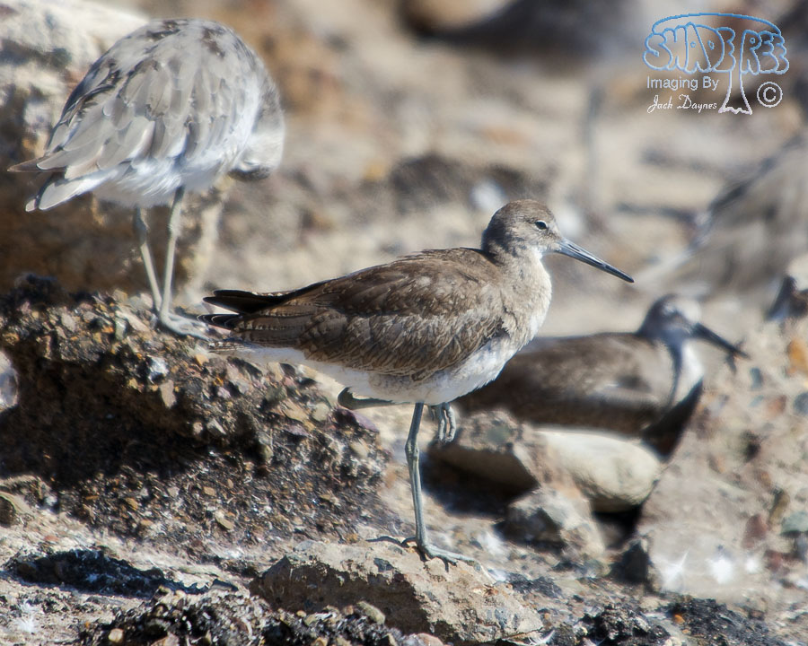 Willet - Catoptrophorus semipalmatus