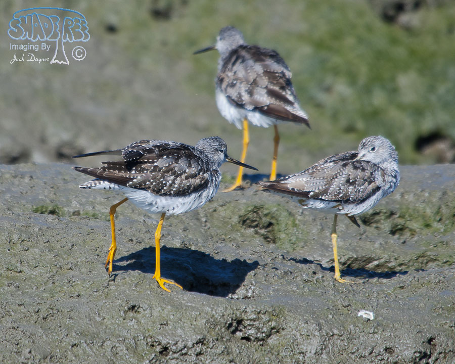 Greater Yellowlegs - Tringa melanoleuca
