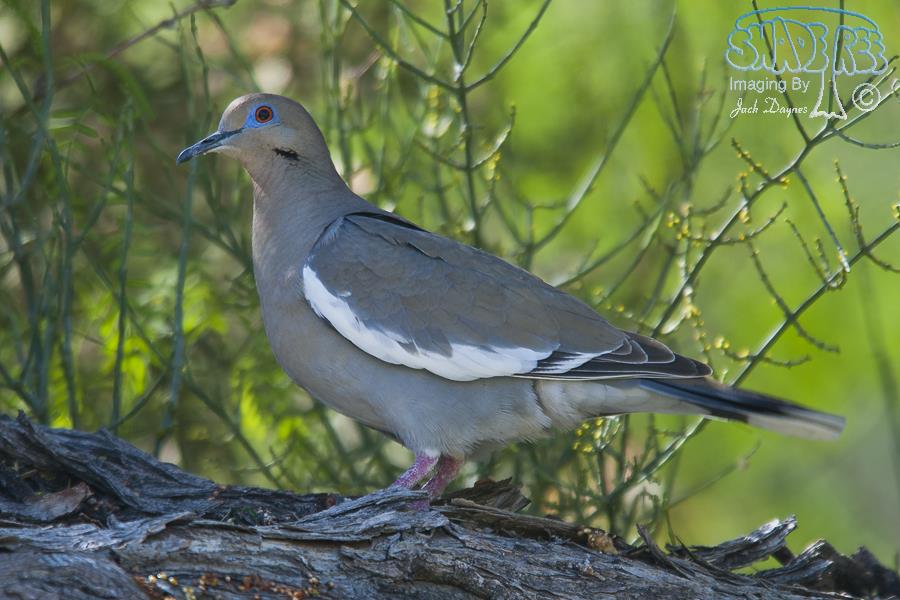 White-Winged Dove - Zenaida asiatica