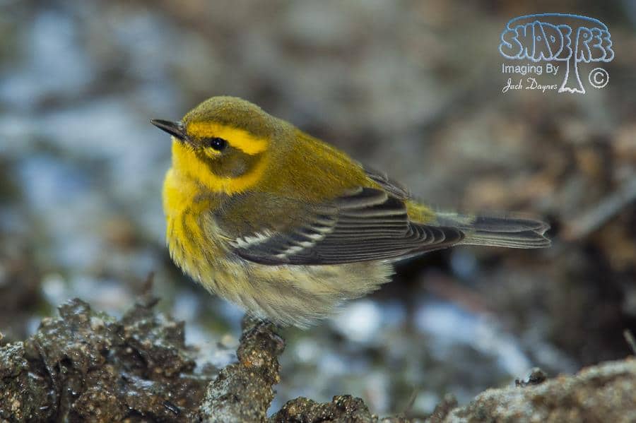 Townsend's Warbler - Dendroica townsendi