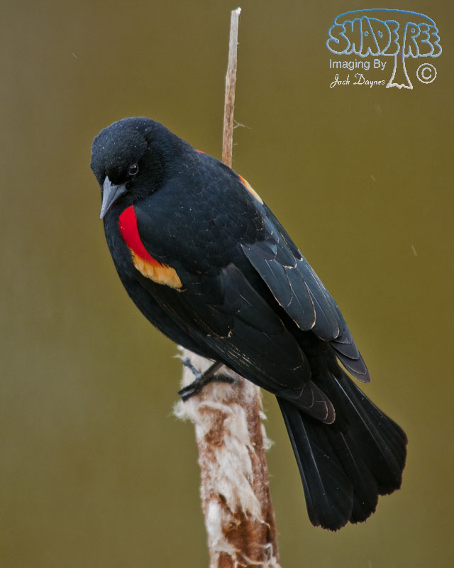 Red-Winged Blackbird - Agelaius phoeniceus