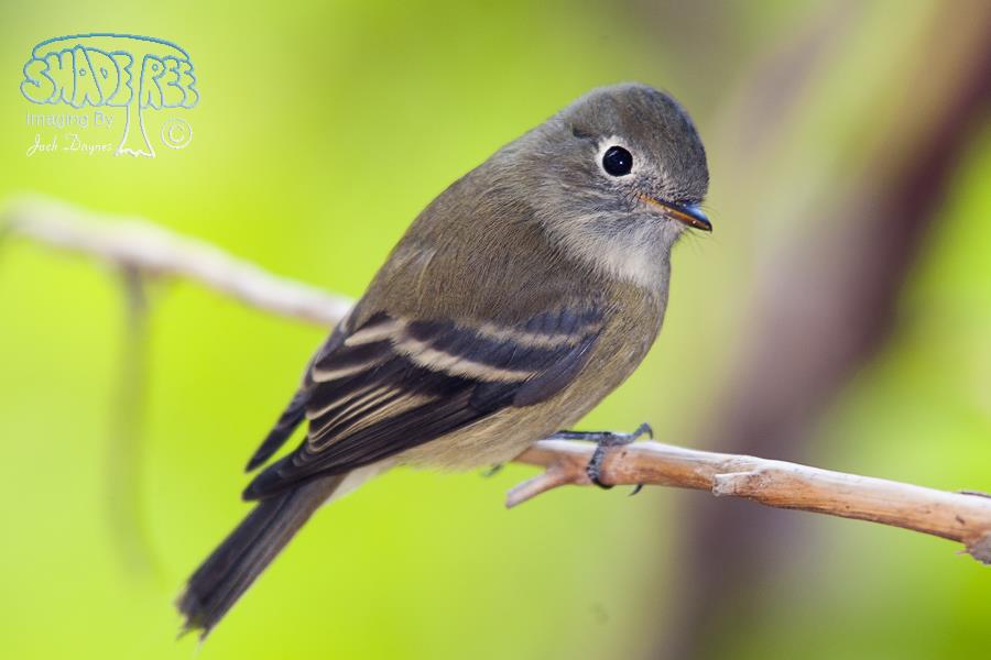 Dusky Flycatcher - Empidonax oberholseri