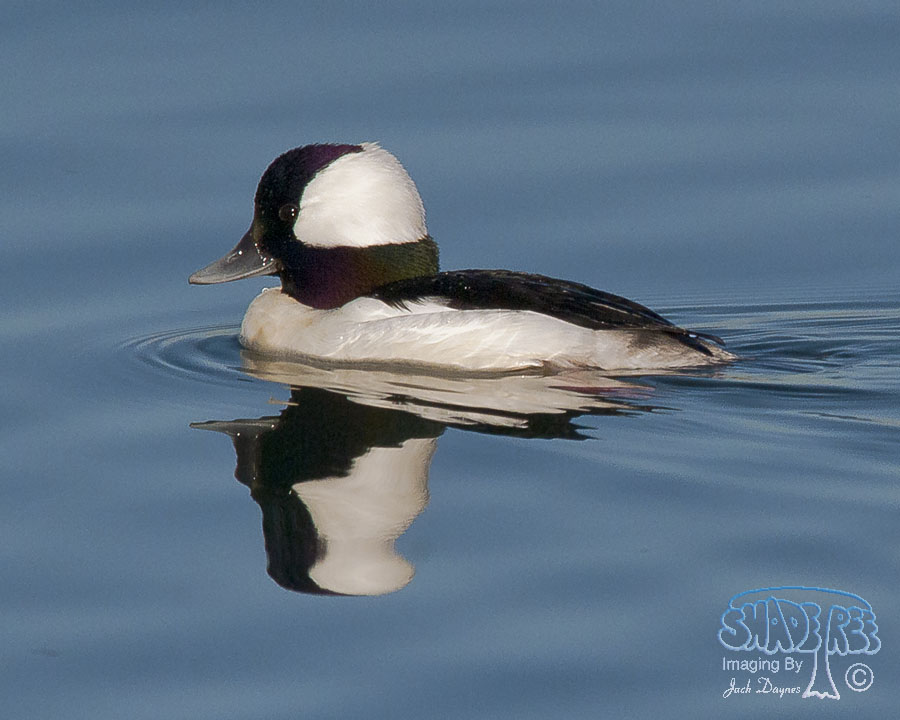 Bufflehead - Bucephala albeola