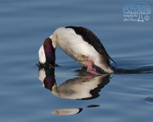 2014-02-14: A Visit To Chula Vista
