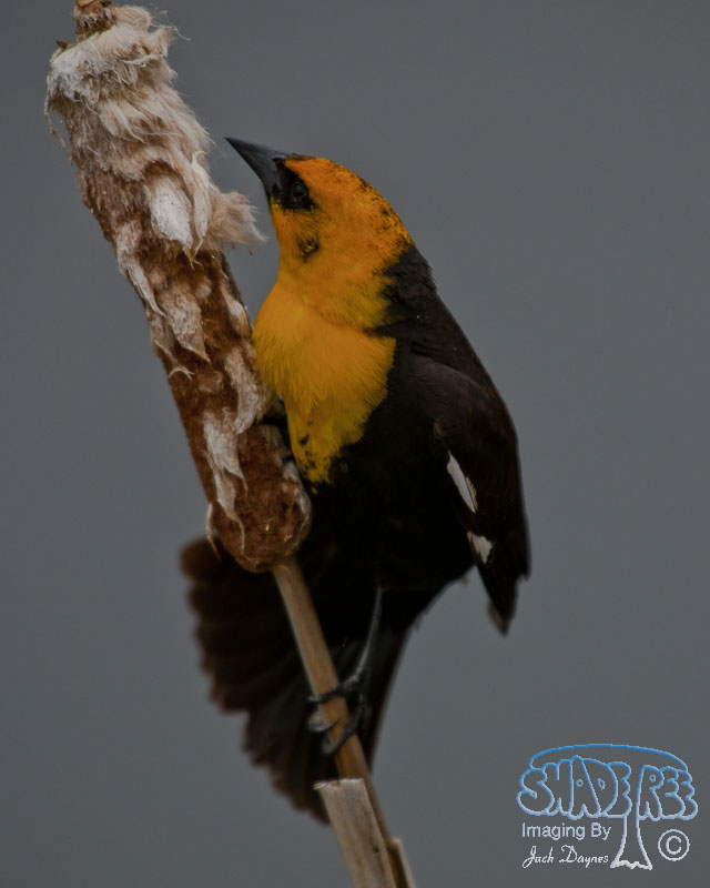 Yellow-Headed Blackbird - Xanthocephalus xanthocephalus
