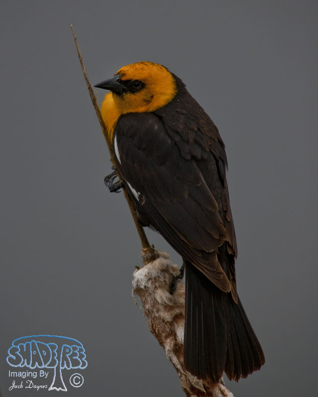 Yellow-Headed Blackbird - Xanthocephalus xanthocephalus