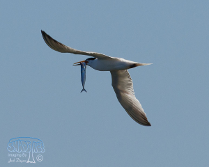 2015-08-05 Saltworks