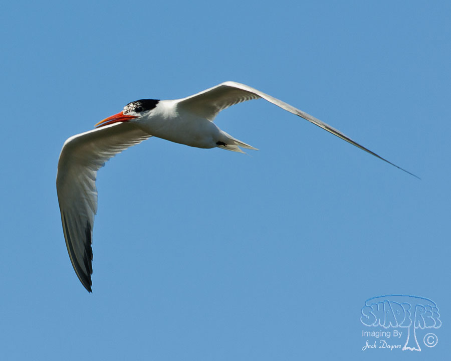 Elegant Tern - Thalasseus elegans