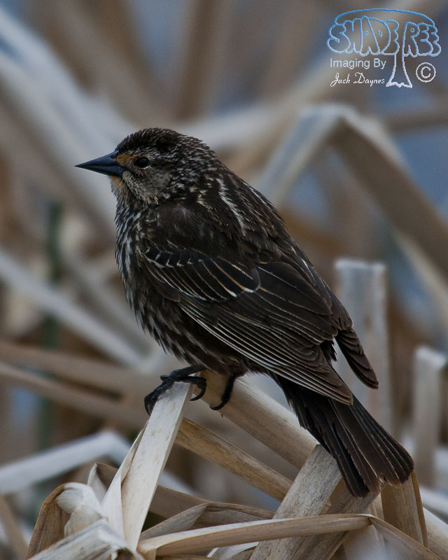 Red-Winged Blackbird - Agelaius phoeniceus