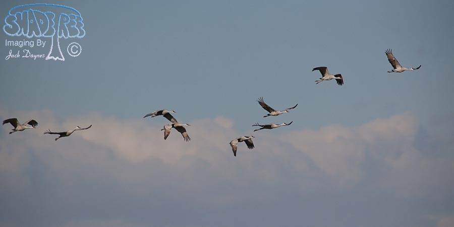 Sandhill Crane - Grus canadensis