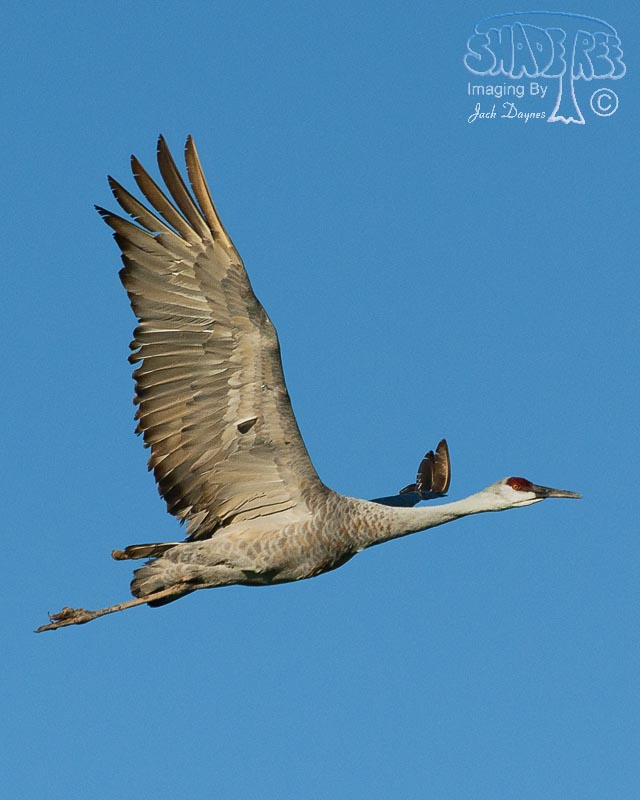 Sandhill Crane - Antigone canadensis